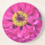 Fleurs communes roses de Zinnia (elegans de Zinnia Dessous De Verres