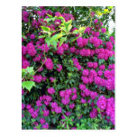 Fleurs de Bush de rhododendron Carte Postale