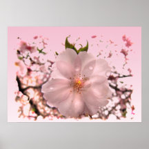 Fleurs de cerisier poster