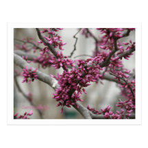 Fleurs de cerisier cartes postales