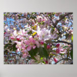 Fleurs de cerisier roses posters