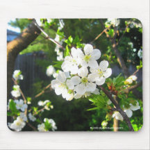 Fleurs de cerisier tapis de souris