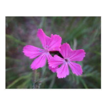 Fleurs de gibier dans roses vifs carte postale