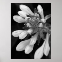 Fleurs de Hosta Posters