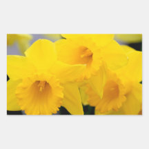 Fleurs de jonquilles stickers rectangulaires