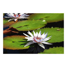 Fleurs de Lotus sur l'eau Photographies D’art