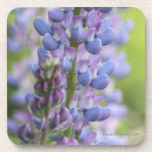 Fleurs de loup sous-bock