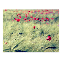 Fleurs de pavot carte postale