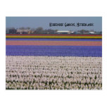 Fleurs de Pays-Bas Carte Postale