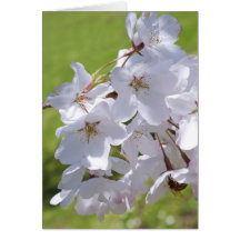 Fleurs de ressort carte de vœux