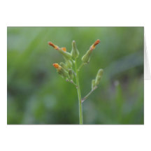 Fleurs de ressort cartes de vœux