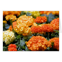 fleurs de souci cartes de vœux
