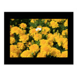 Fleurs de souci et une carte postale de fleur de m