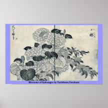 Fleurs d'hortensia par Tachibana, Yasukuni Affiches