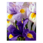 Fleurs d'iris carte postale
