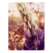 Fleurs du Nouveau Brunswick Cartes Postales