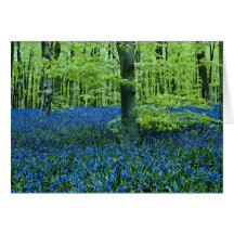 Fleurs en bois de jacinthe des bois d'Aqua Carte