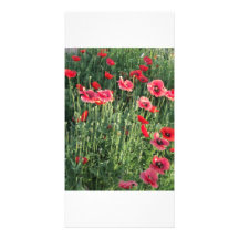 Fleurs et abeilles de miel modèle pour photocarte