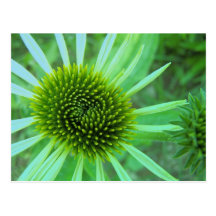 Fleurs et plantes carte postale