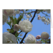 Fleurs glorieuses de ressort cartes de vœux
