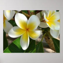 Fleurs hawaïennes exotiques affiche