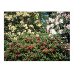 Fleurs jaunes de rhododendrons carte postale