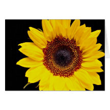 Fleurs jaunes de tournesol carte