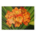 fleurs oranges cartes de vœux