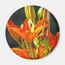 Fleurs oranges de lis de magnet curatif de contact magnets pour réfrigérateur