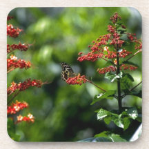 Fleurs oranges et un papillon minuscule sous-bocks