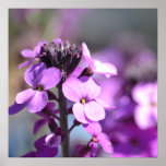 Fleurs roses de ressort poster