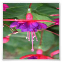 Fleurs roses et pourpres de Fuschia Photo Sur Toile