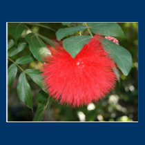 fleurs rouges d'arbre de pluie cartes postales