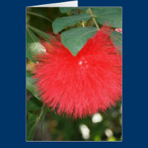 fleurs rouges d'arbre de pluie cartes