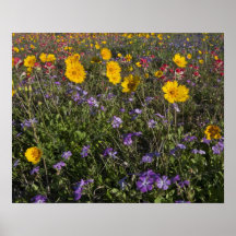 Fleurs sauvages de bord de la route dans le Texas, Affiches