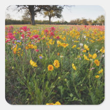 Fleurs sauvages de bord de la route dans le Texas, Stickers Carrés