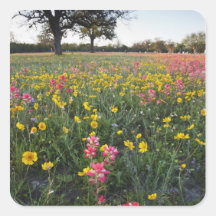 Fleurs sauvages de bord de la route dans le Texas, Autocollants