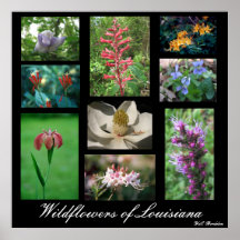 Fleurs sauvages de la Louisiane Poster