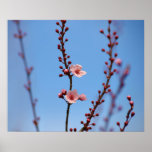 Fleurs tôt de ressort posters