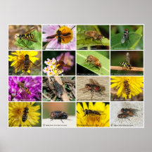 Flies Print