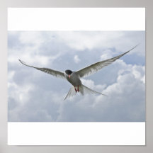 Flight - Arctic Trun Print