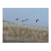 Flight of the flamingos post cards