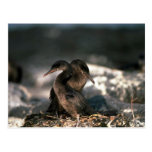 Flightless Cormorant, Mated Pair At Nest Post Cards