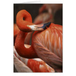 Flimango Twist Cards