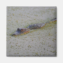 Floating Alligator Fridge Magnet
