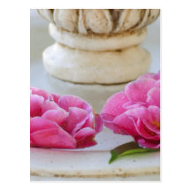 Floating Camelias Postcard