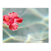 Floating Flower Post Cards