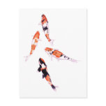Floating Koi Postcard