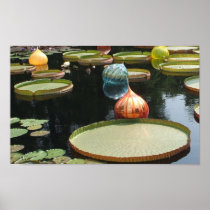 Floating Lilies Poster