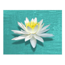 Floating Lily on Aquamarine Ripples Postcard